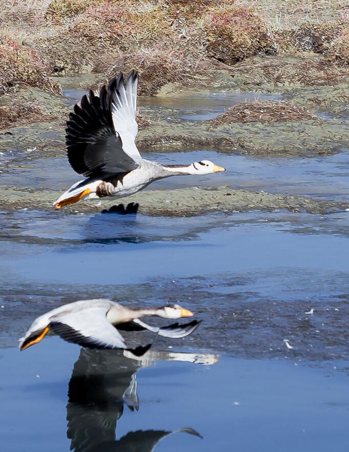 点击大图看下一张：大美阿里斑头雁