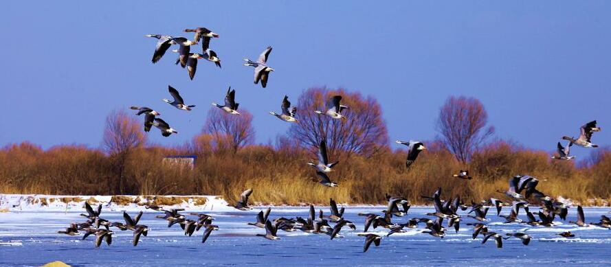 点击大图看下一张：东营湿地的斑头雁