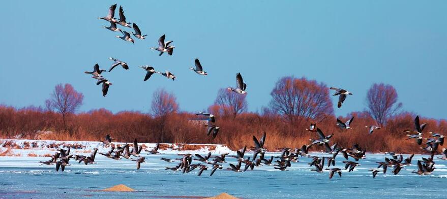 点击大图看下一张：东营湿地的斑头雁