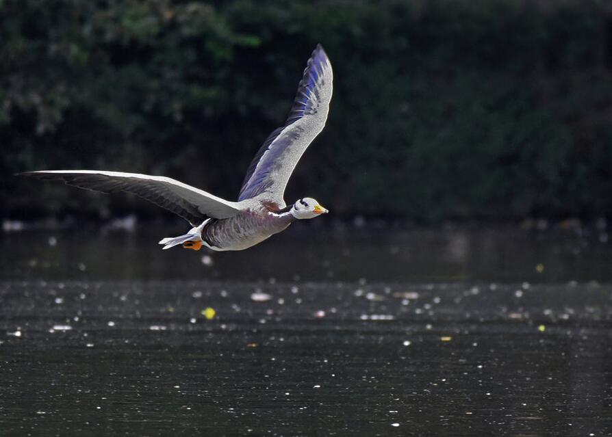 点击大图看下一张：飞翔的斑头雁