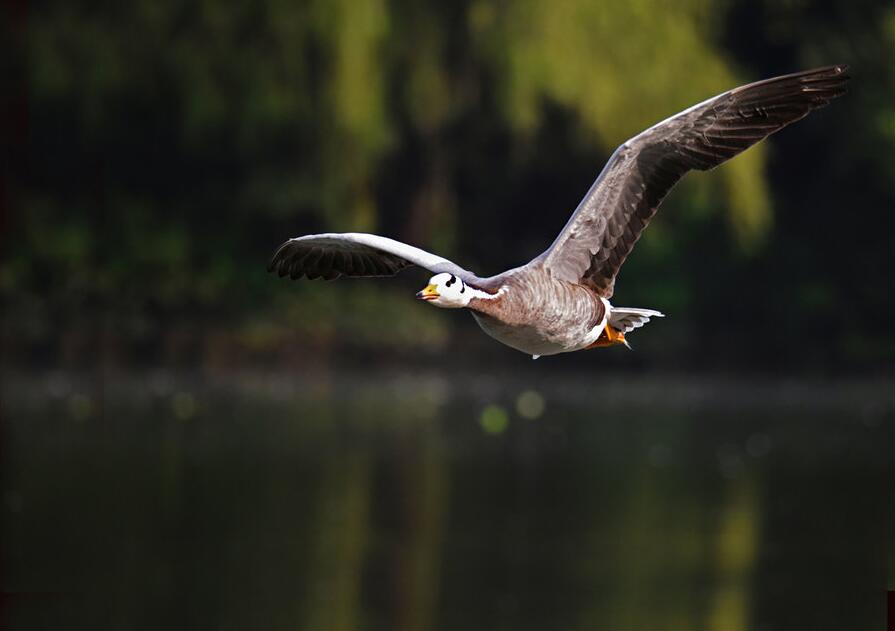 点击大图看下一张：飞翔的斑头雁