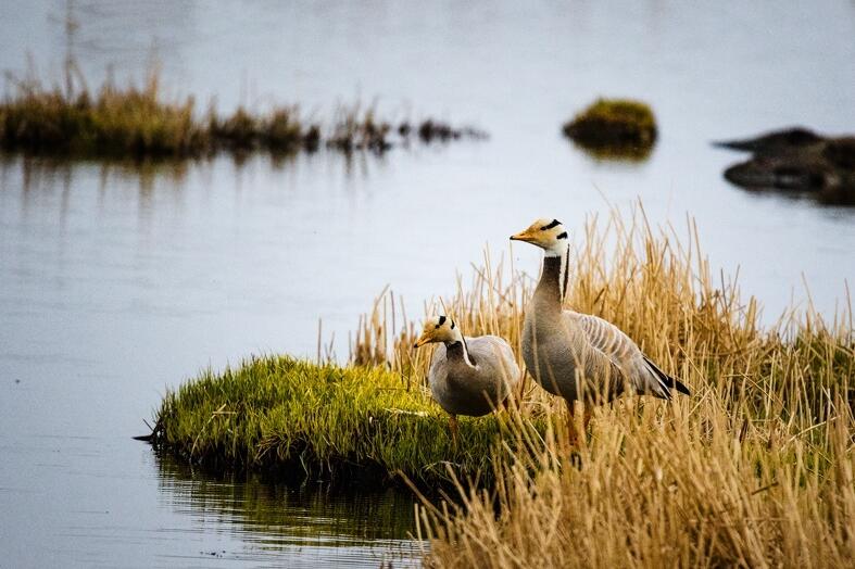 点击大图看下一张：青海湖畔斑头雁