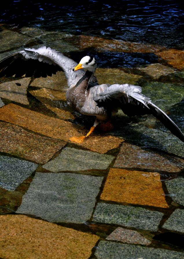 点击大图看下一张：洗澡的斑头雁