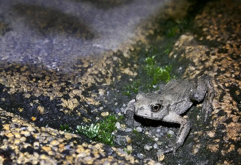 点击大图看下一张:蛤蟆小宝宝的生命讴歌