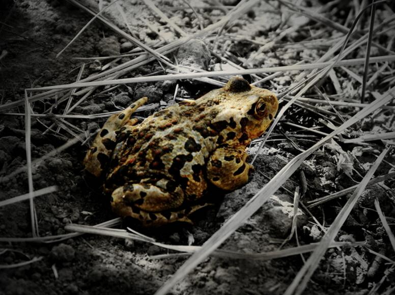 点击大图看下一张：一只蛤蟆图片