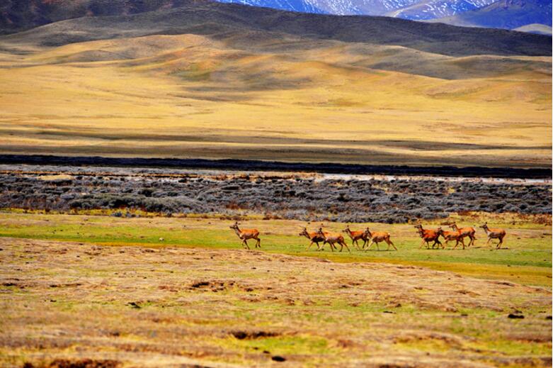 点击大图看下一张：布哈河湿地野生马鹿