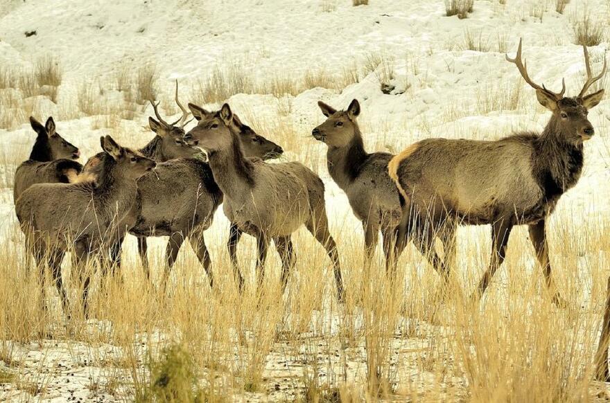 点击大图看下一张：天山的马鹿