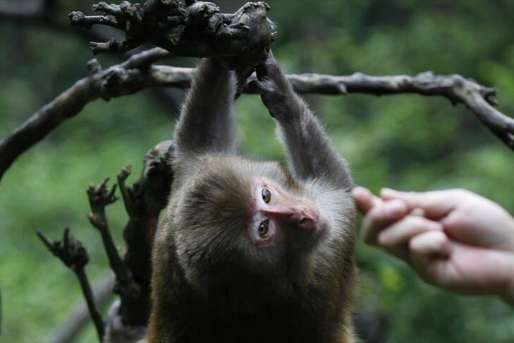 点击大图看下一张：龙虎山观猴子