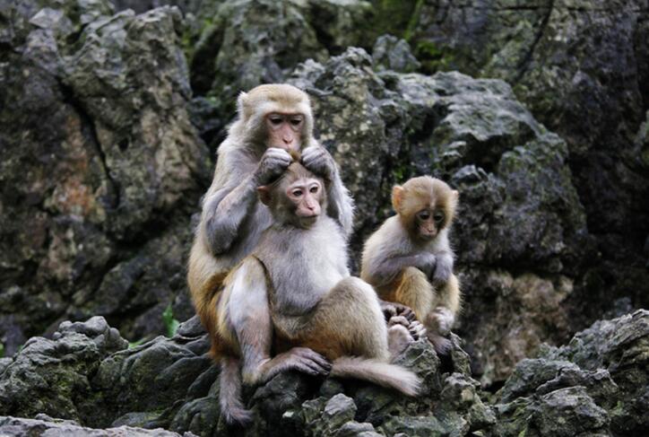 点击大图看下一张：龙虎山观猴子