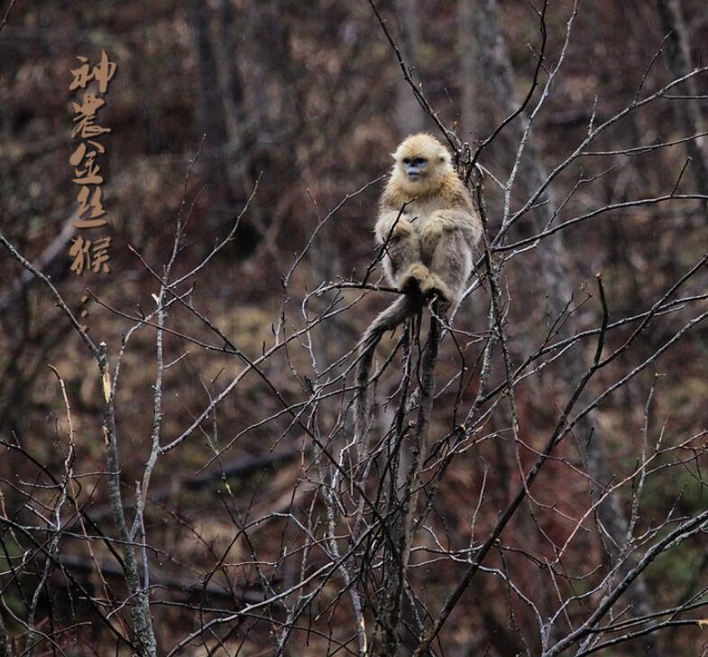 点击大图看下一张：神农金丝猴