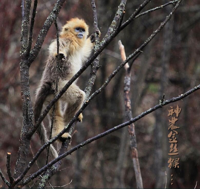 点击大图看下一张：神农金丝猴