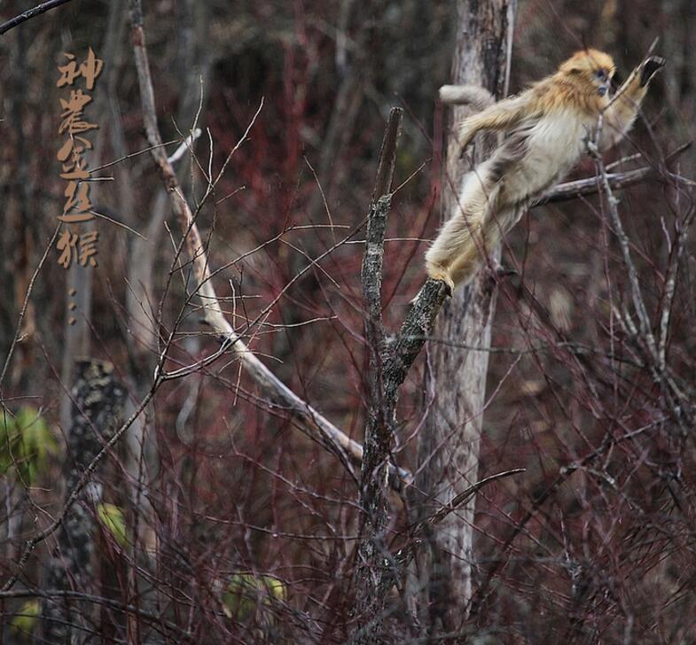 点击大图看下一张：神农金丝猴