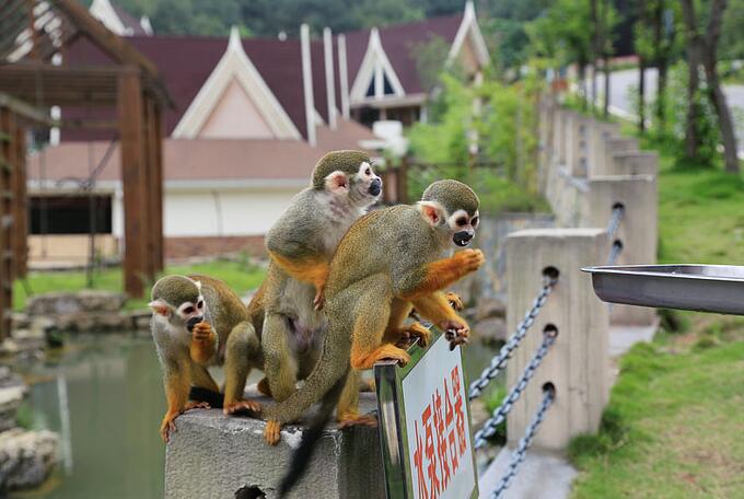 点击大图看下一张：松鼠猴的叫声共有26种