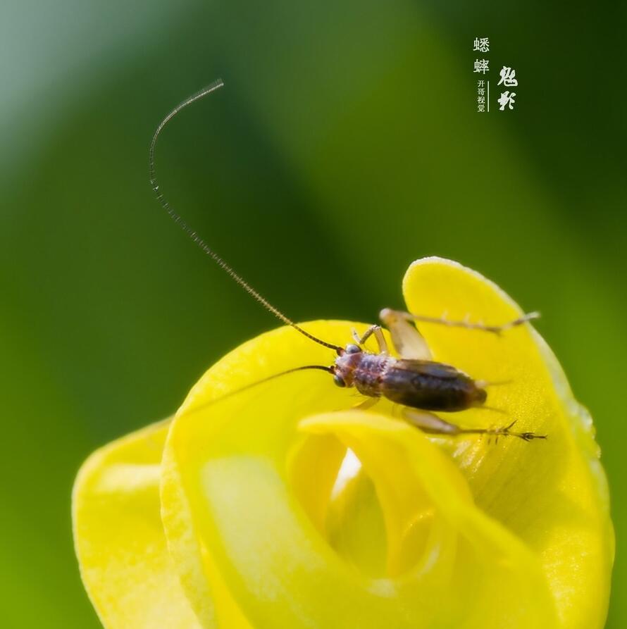 点击大图看下一张：感悟独行侠蟋蟀