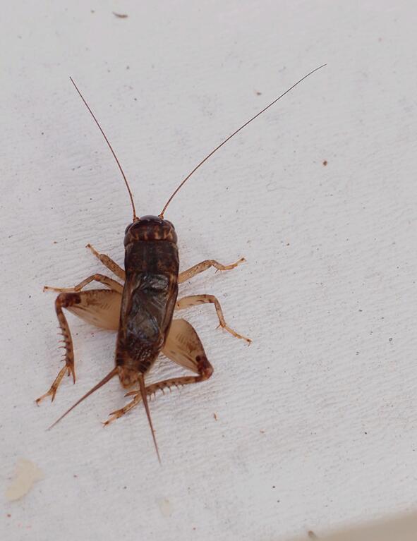 点击大图看下一张：来看斗蟋蟀