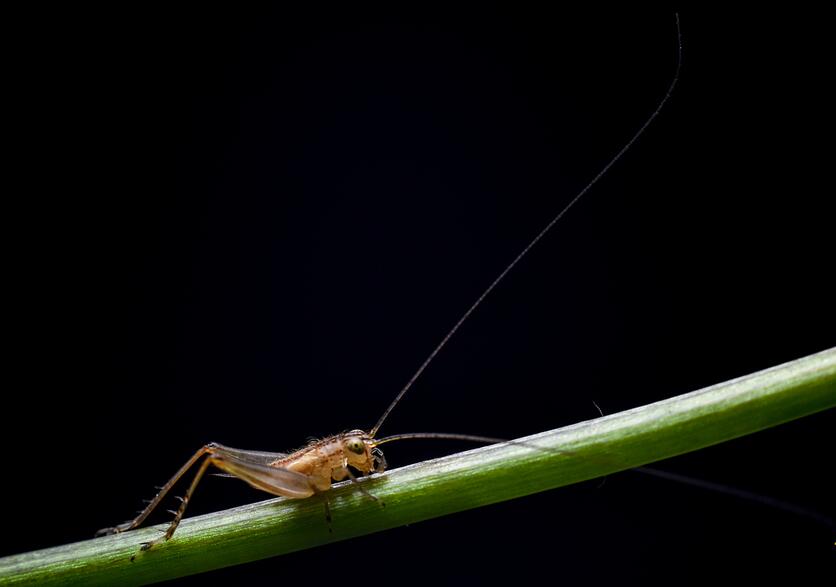 点击大图看下一张：微距拍摄小蟋蟀