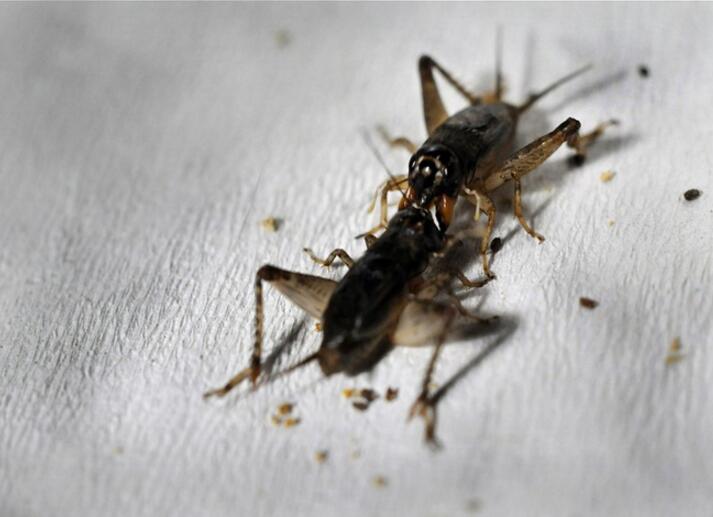 点击大图看下一张：古老游戏斗蟋蟀