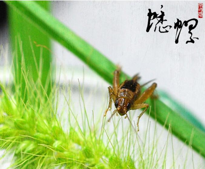 点击大图看下一张：三五成群捉蟋蟀