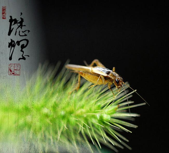 点击大图看下一张：三五成群捉蟋蟀