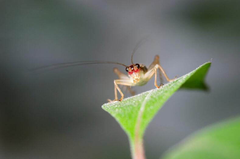 点击大图看下一张：蟋蟀是蛉蟋科
