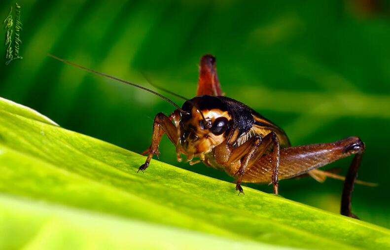 点击大图看下一张：蟋蟀之王图片