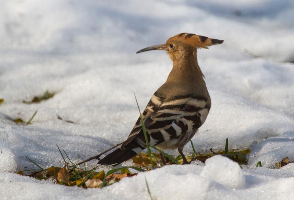 点击大图看下一张：冬季的戴胜鸟