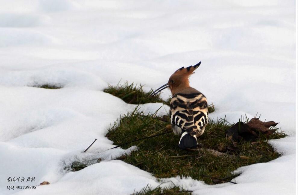 点击大图看下一张：雪后觅食的戴胜鸟