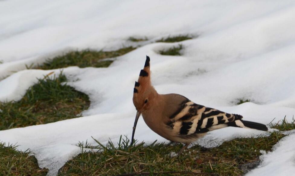 点击大图看下一张：雪后觅食的戴胜鸟