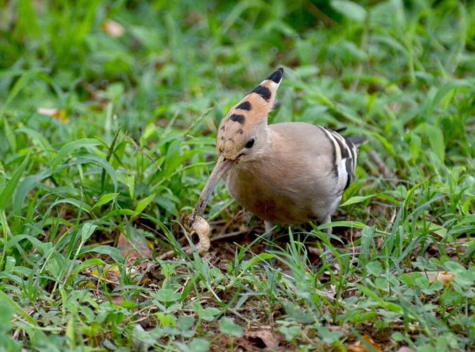 点击大图看下一张：捉虫能手戴胜鸟