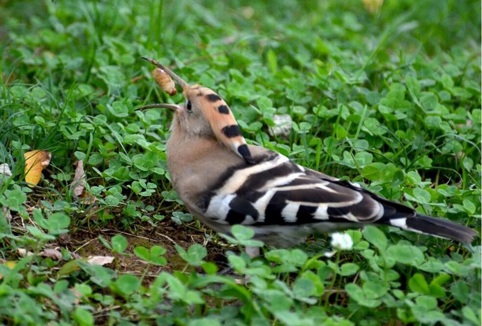 点击大图看下一张：捉虫能手戴胜鸟