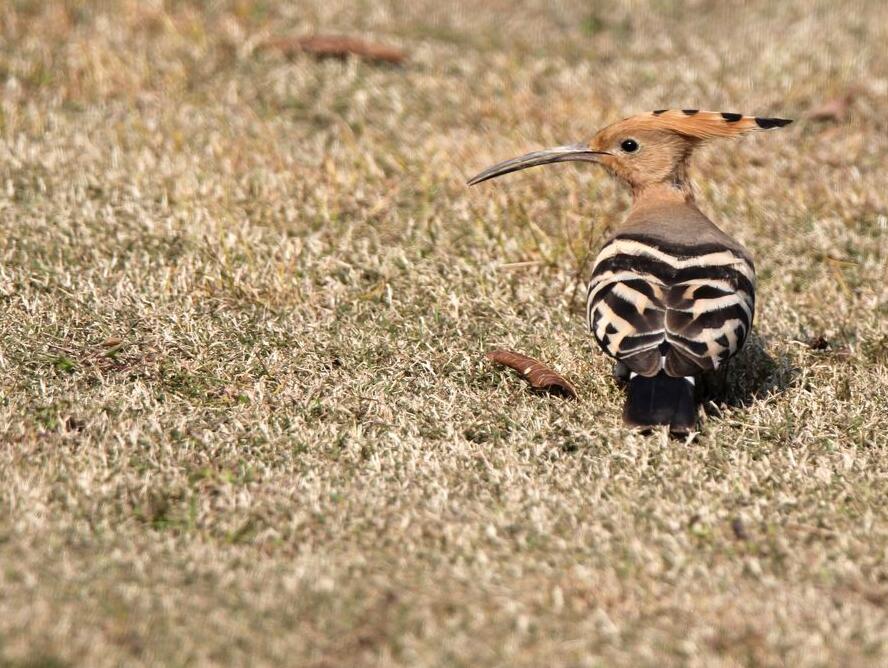 点击大图看下一张：草地上的戴胜鸟