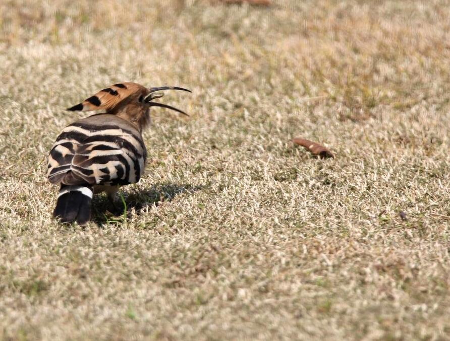 点击大图看下一张：草地上的戴胜鸟
