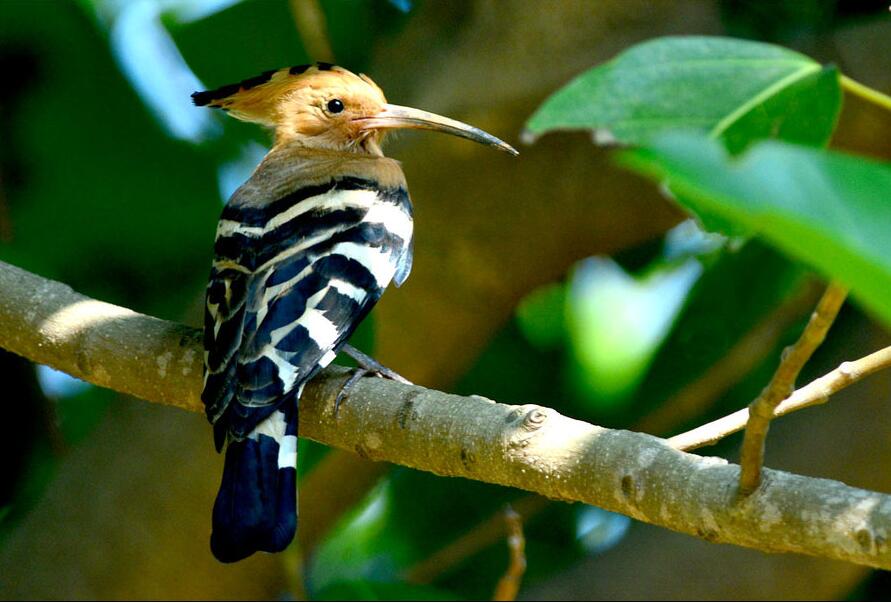点击大图看下一张：海口拍戴胜鸟