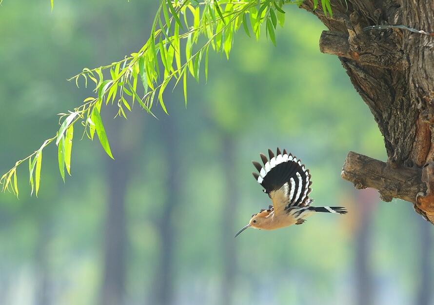 点击大图看下一张：再拍戴胜鸟