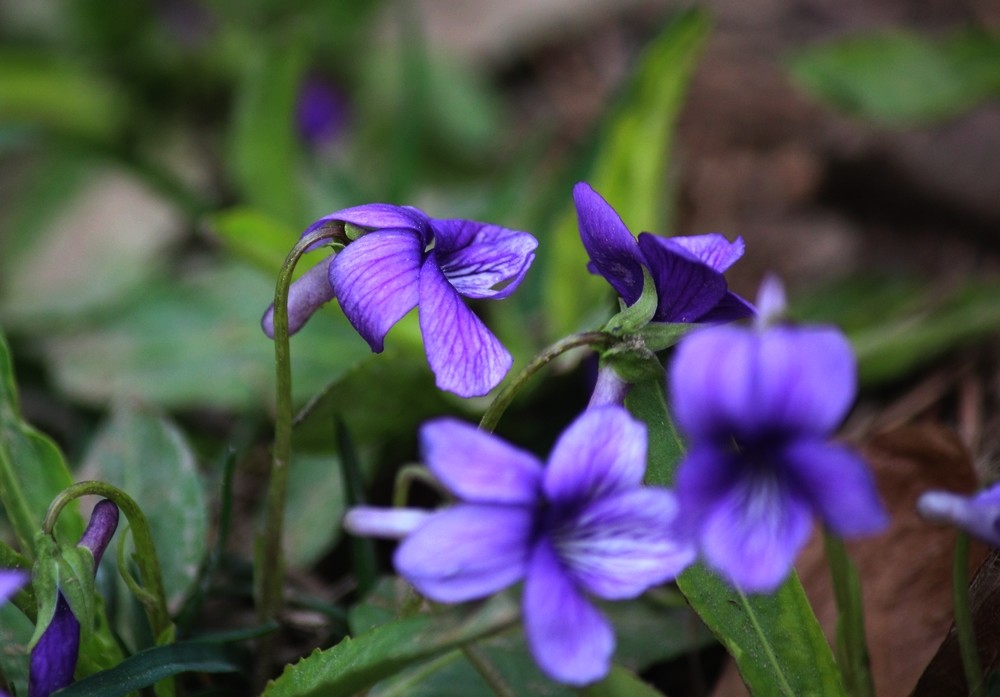 点击大图看下一张：春花争艳紫色地丁花