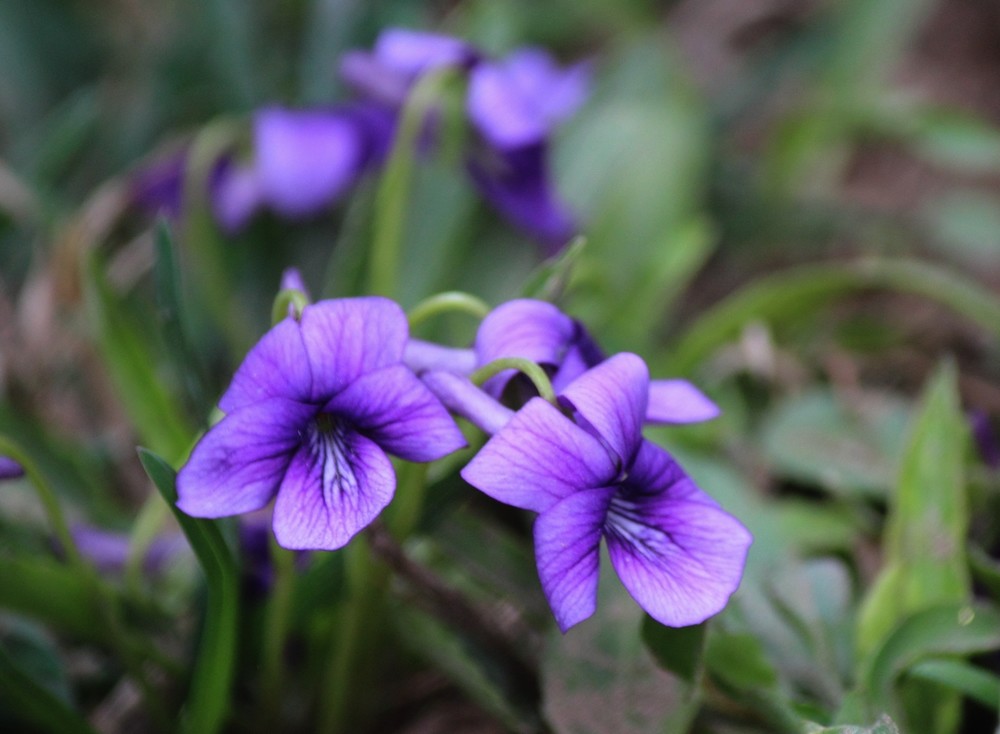 点击大图看下一张：春花争艳紫色地丁花