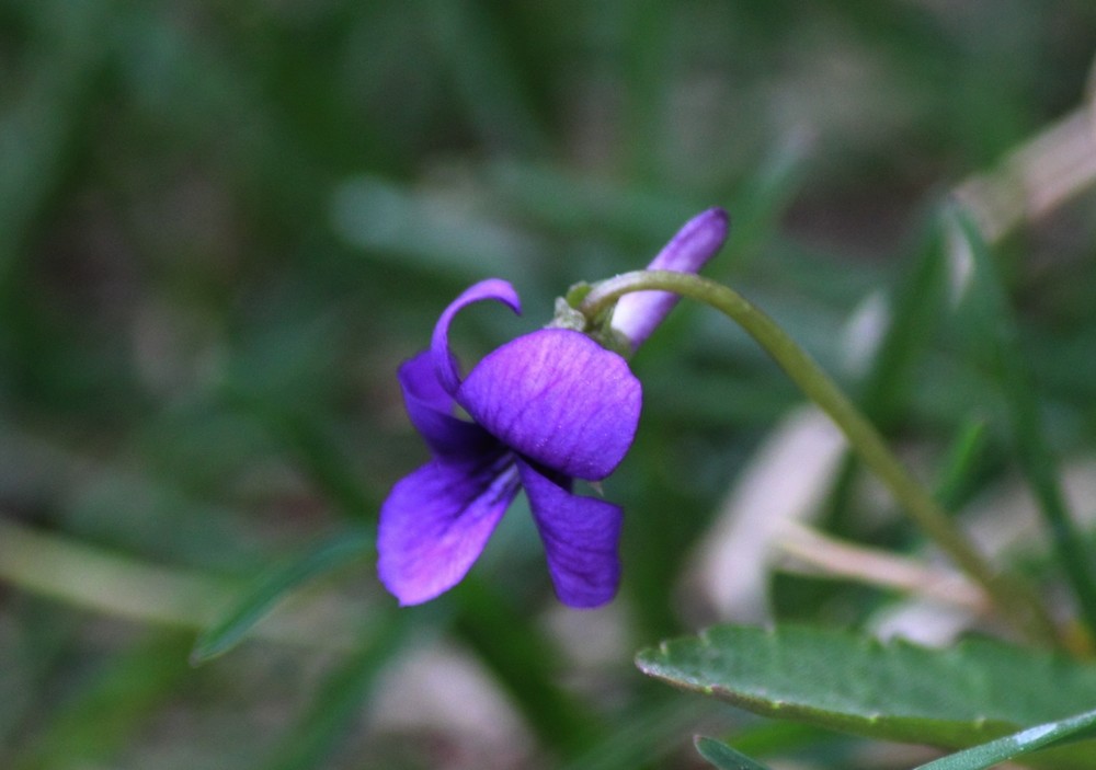 点击大图看下一张：春花争艳紫色地丁花