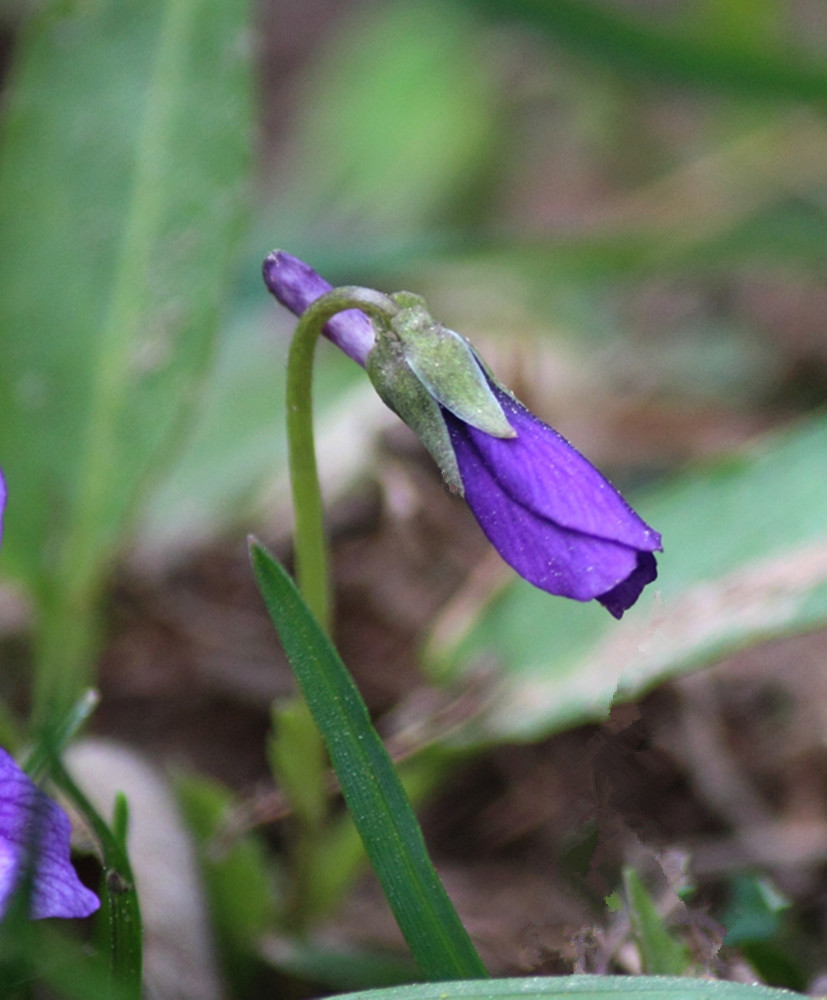 点击大图看下一张：春花争艳紫色地丁花