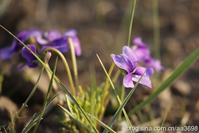 点击大图看下一张：春天里的地丁花