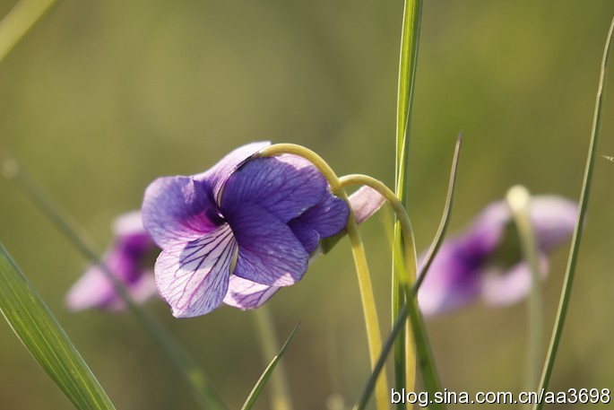 点击大图看下一张：春天里的地丁花
