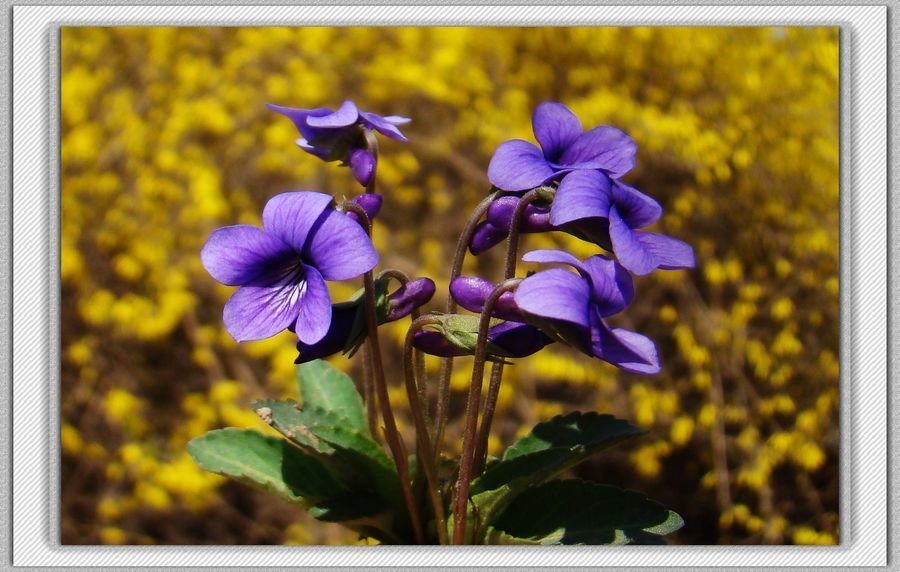 点击大图看下一张：微拍紫地丁花