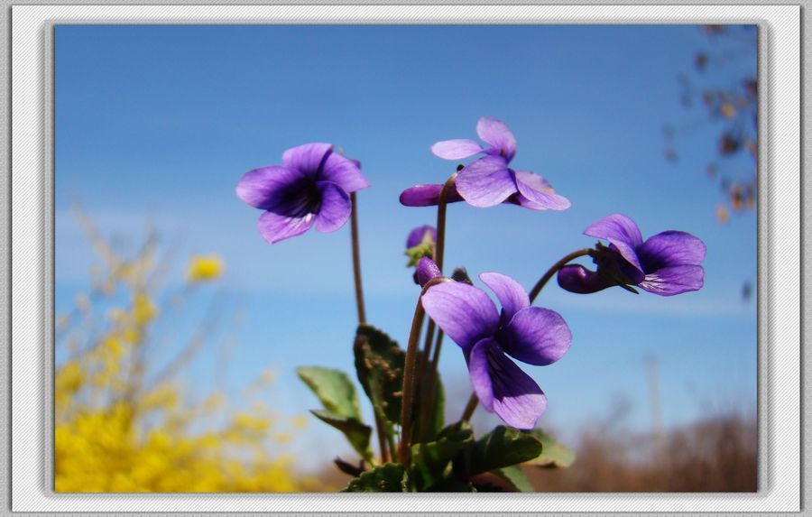 点击大图看下一张：微拍紫地丁花