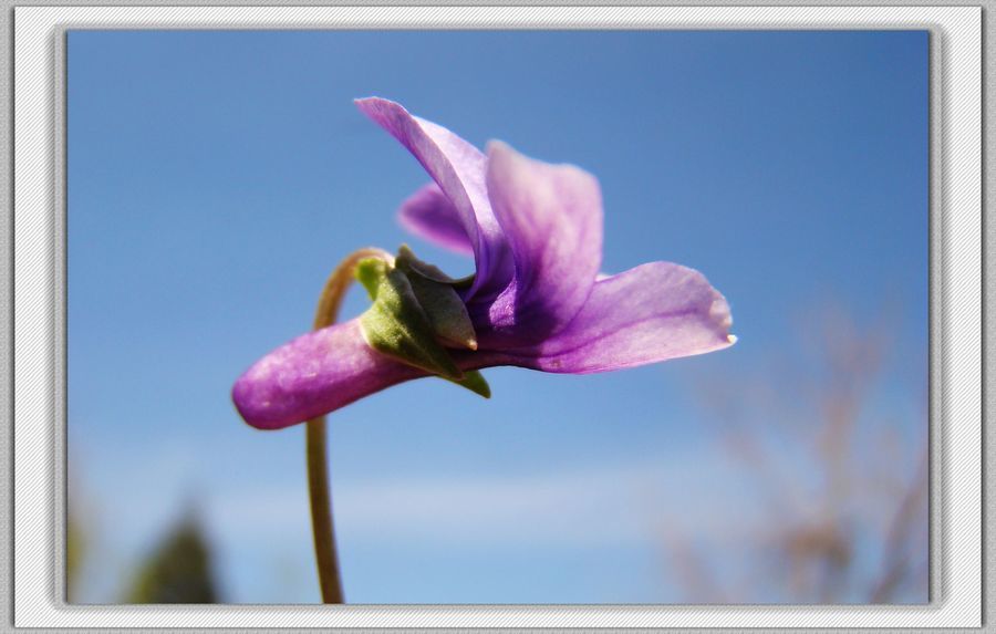 点击大图看下一张：微拍紫地丁花