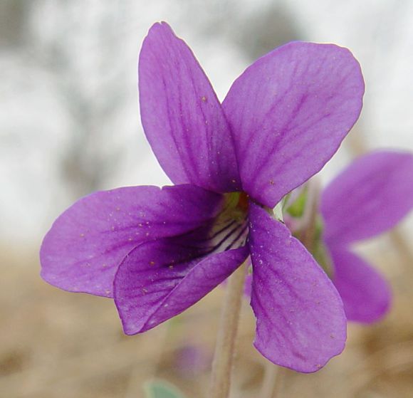 点击大图看下一张：紫色的地丁花