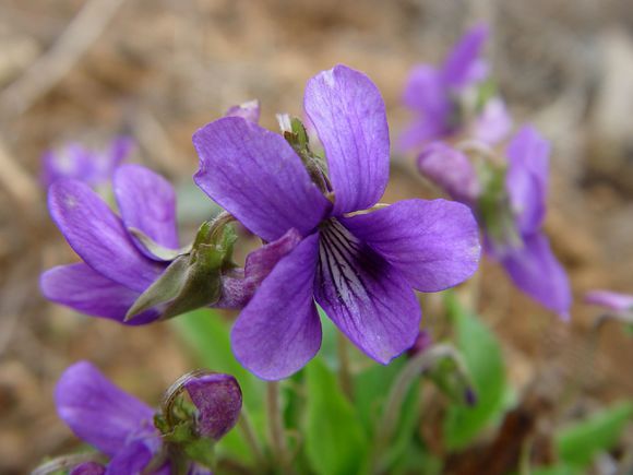 点击大图看下一张：紫色的地丁花