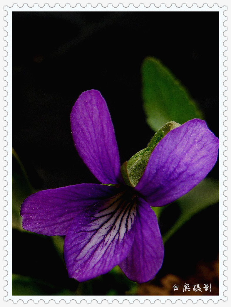 点击大图看下一张：紫色地丁花可入药