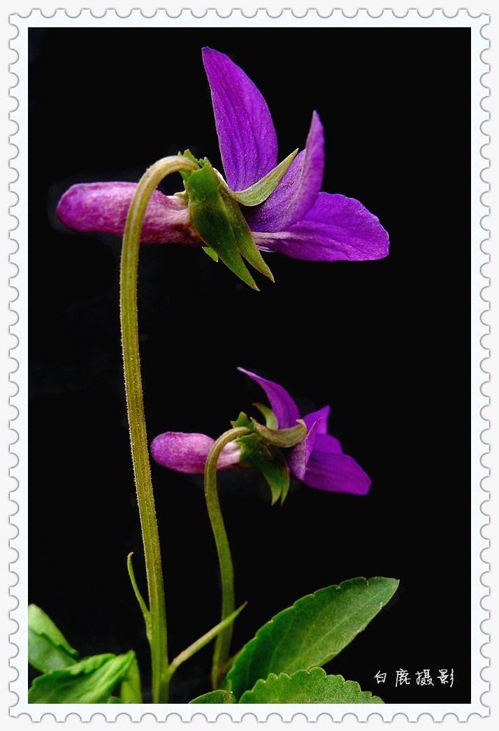 点击大图看下一张：紫色地丁花可入药