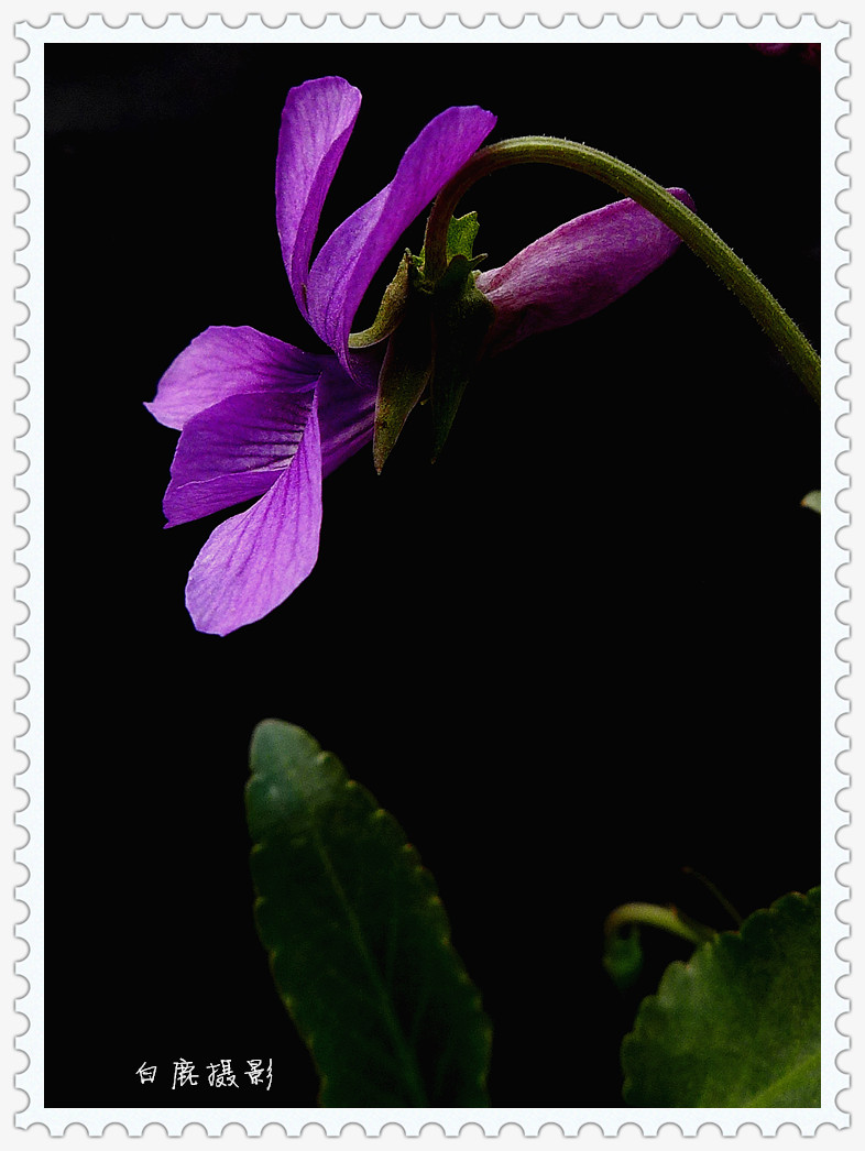 点击大图看下一张：紫色地丁花可入药