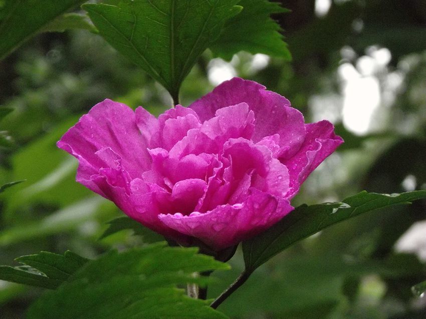 点击大图看下一张：木槿花开美