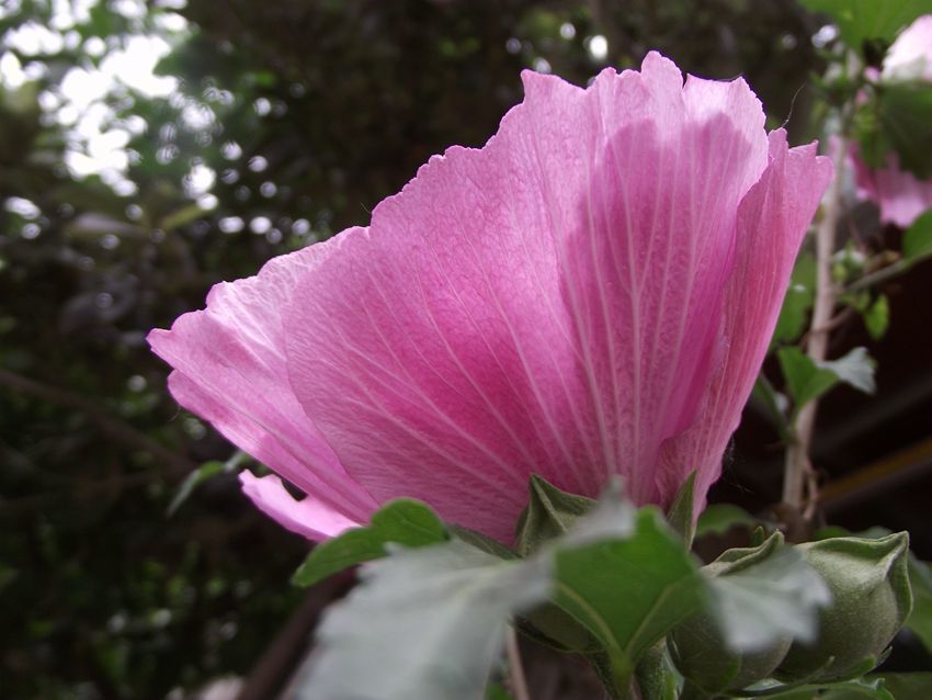 点击大图看下一张：木槿花开美